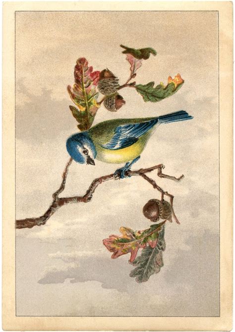 vintage bird clip art marvelous  graphics fairy