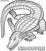 Crocodile Coloringway sketch template