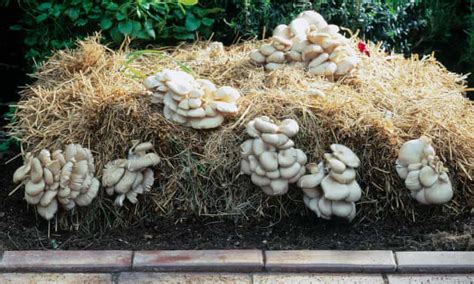 grow oyster mushrooms  home gardening advice  guardian