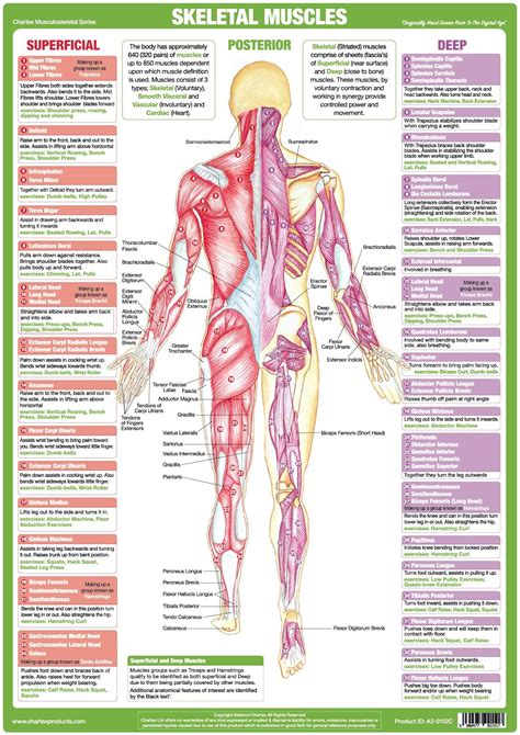 muscle anatomy chart  muscular anatomy diagram quizlet  muscles  arranged