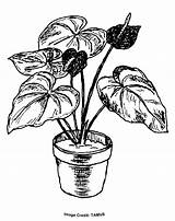 Plant Anthurium House Drawing Coloring Drawings Getdrawings 88kb 796px sketch template