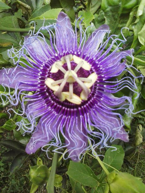 passion purple my love plants