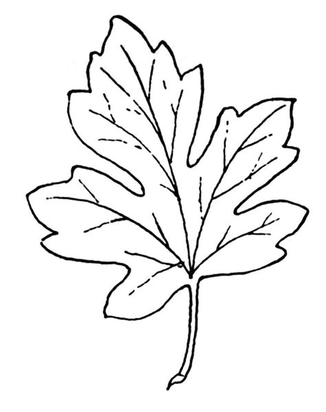maple leaf clipart leaf coloring page fall clip art leaf clipart