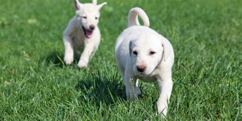 awesome white dog breeds small bigger   cutest