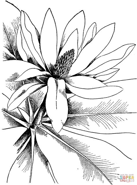 magnolia  coloring page tsvetochnye raskraski besplatnye raskraski tsvety
