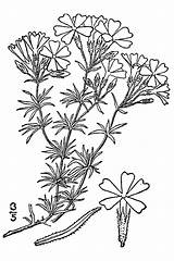 Moss Getdrawings Drawing Phlox sketch template