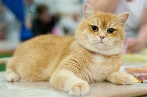 national pet show offers reiki healing  cats  talk  birminghams community cats