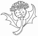 Thistle Coloring Scottish Drawing Line Flower Scotland Tuesday Pages Dulemba National Getdrawings sketch template