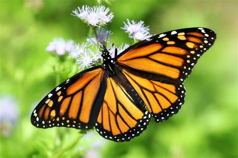 monarch butterflies   declared  endangered species heres