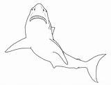 Shark Coloring Pages Printable Great Kids sketch template