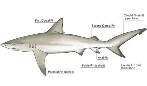 shark internal diagram showing  evolution
