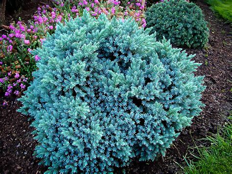 Blue Star Juniper Shrub For Sale Online The Tree Center