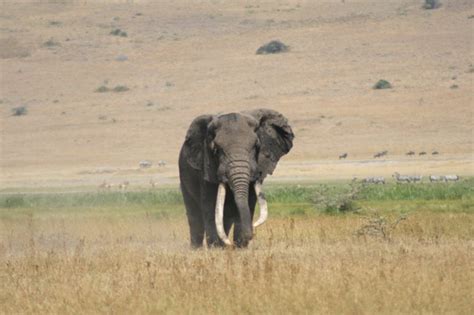 African Safaris Big Five Lions Elephant Rhinoceros