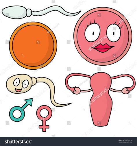 vector set sperm egg uterus ovary stock vector 350570756 shutterstock