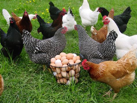 poultry agriculture  markets
