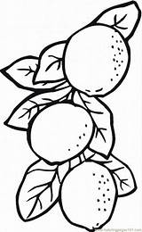 Limones Limone Lemons Limoni Kolorowanka Frutta Cytryny Kolorowanki sketch template