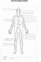 Circulatorio Aparato Imprimir Esquema Maestra Mis Humano Sistemas Completar Cokitos Imágenes sketch template