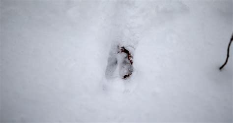 4k White Tailed Deer Tracks In The Snow Slider Shot Stock Video Footage