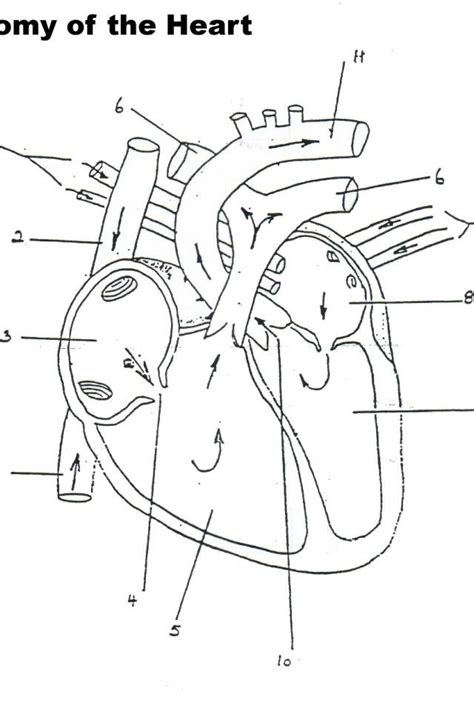 anatomy physiology coloring pages anatomy coloring book anatomy