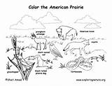 Coloring Prairie Pages Habitat Grassland Biome American Animals Animal Habitats Printable Colour Google Clipart Grasslands Biomes Search Color Grade Choose sketch template