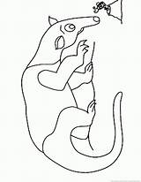 Anteater Coloring Pages 123coloringpages Animal sketch template