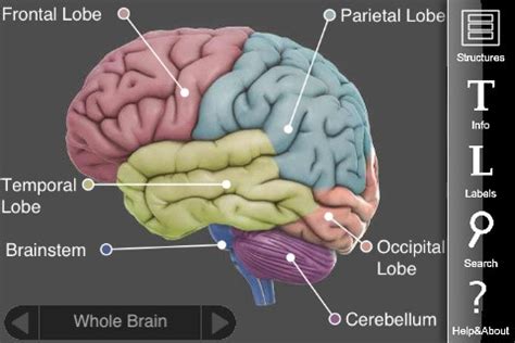 grade  human body lesson   brain ms palmers classroom