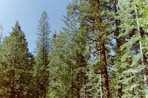 california douglas fir plant community   plants