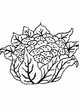 Coloring Cauliflower Pages Zoli Colored Vegetables Recommended sketch template