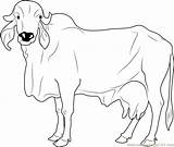 Coloring Cow Pages Drawing Line Cows Coloringpages101 Kids Getdrawings sketch template