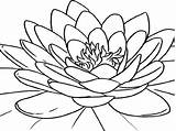 Lotus Coloring Printable Pages Flower Template sketch template