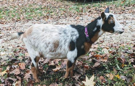 Does Bottomley Goat Farm