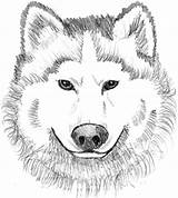 Wolf Coloring Pages Realistic Printable Face Print Colouring Kids Baby Animal Dog Wolves Color Sheets Clipart Book Head Adults Theme sketch template