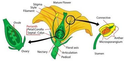 male  female reproductive parts   flower  plants reproduce