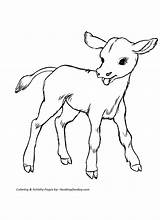 Coloring Cow Pages Printable Cattle Color Calf Baby Cows Cute Kids Animals Farm Drawing Clipart Colouring Calves Honkingdonkey Animal Print sketch template