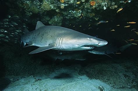 sand tiger sharks oceanic cannibals worldatlascom