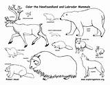Tundra Animals Biome Taiga Newfoundland Mammals Biomes sketch template