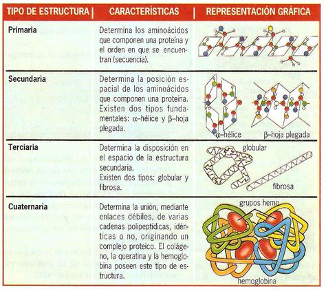 cuadro comparativo de las estructuras de las proteinas reverasite