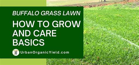 buffalo grass   grow  care urbanorganicyieldcom