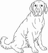Coloring Lab Pages Labrador Retriever Yellow Dog Printable Golden Line Adult Vector Colouring Drawings Color Head Coloriage Dogs Drawing Dessins sketch template