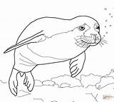 Coloring Pages Albanysinsanity Seal sketch template