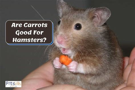 hamsters eat carrots nutritious treats feeding tips