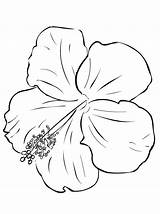 Hibisco Flor Desenho Hibiscus Colorironline Onlinecoloringpages sketch template