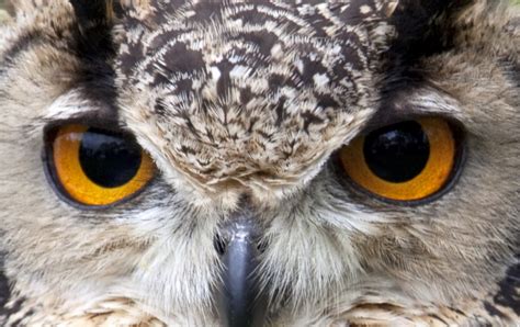 iridology  owls eyes ornithology