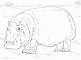 Ausmalbilder Nilpferd Hippo Flusspferd Hippopotamus Supercoloring Colouring sketch template