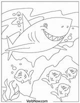 Sharks Shark sketch template