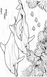 Erwachsene Dauphin Delfin Dauphins Colorier sketch template