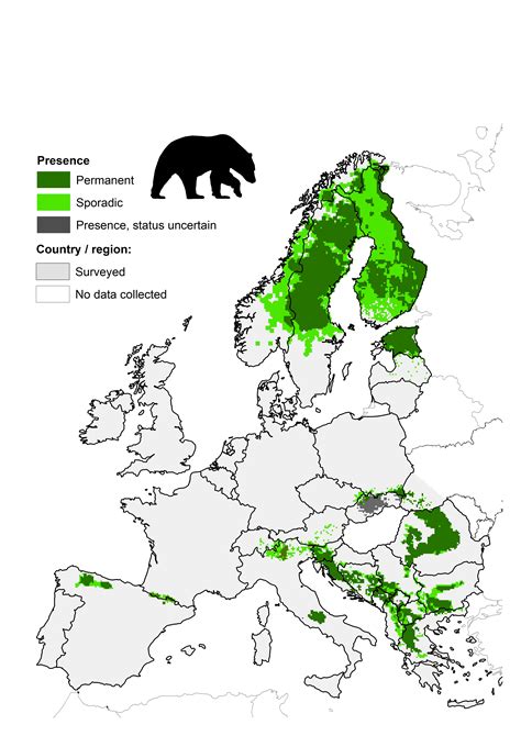 large carnivore initiative  europe large carnivores brown bear