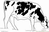 Eating Coloring Grass Cows Cow Pages Coloringpages101 Print Color Animals sketch template