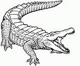Crocodile Dessin Realistic Coloring Letscolorit Printable Coloriage Enregistrée Depuis sketch template