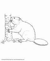 Beaver Coloring Pages Tree Cutting Printable Animals Down Animal Honkingdonkey Wild Drawing Sheets Sheet Colouring Drawings Stencils Kids Print Results sketch template